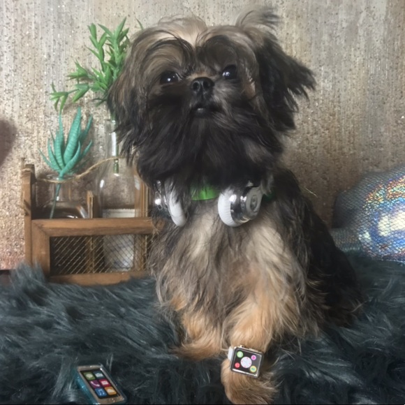 💕 Shorkies & Shih Tzu 💕 - Picture 3 of 14